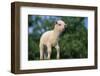 Lamb in Grass-DLILLC-Framed Photographic Print