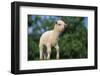 Lamb in Grass-DLILLC-Framed Photographic Print