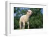 Lamb in Grass-DLILLC-Framed Photographic Print