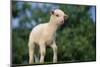 Lamb in Grass-DLILLC-Mounted Photographic Print