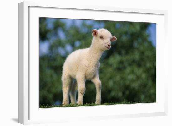 Lamb in Grass-DLILLC-Framed Photographic Print