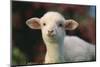 Lamb in Grass-DLILLC-Mounted Photographic Print