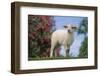 Lamb in Grass-DLILLC-Framed Photographic Print