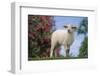 Lamb in Grass-DLILLC-Framed Photographic Print