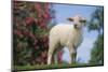 Lamb in Grass-DLILLC-Mounted Photographic Print