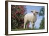 Lamb in Grass-DLILLC-Framed Photographic Print