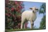 Lamb in Grass-DLILLC-Mounted Photographic Print