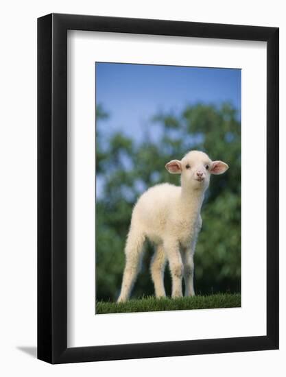 Lamb in Grass-DLILLC-Framed Photographic Print