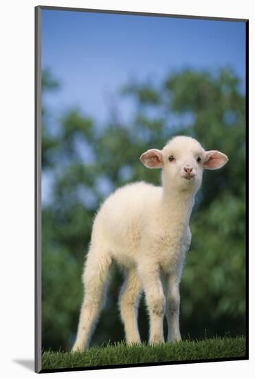 Lamb in Grass-DLILLC-Mounted Photographic Print