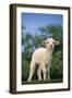 Lamb in Grass-DLILLC-Framed Photographic Print