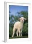 Lamb in Grass-DLILLC-Framed Photographic Print