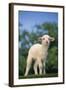 Lamb in Grass-DLILLC-Framed Photographic Print