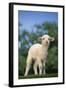 Lamb in Grass-DLILLC-Framed Photographic Print