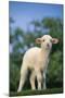 Lamb in Grass-DLILLC-Mounted Photographic Print