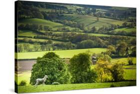 Lamb in Spring, Winchcombe, the Cotswolds, Gloucestershire, England, United Kingdom, Europe-Matthew Williams-Ellis-Stretched Canvas