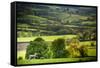 Lamb in Spring, Winchcombe, the Cotswolds, Gloucestershire, England, United Kingdom, Europe-Matthew Williams-Ellis-Framed Stretched Canvas