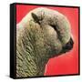 "Lamb,"May 1, 1948-Stanley Johnson-Framed Stretched Canvas