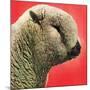 "Lamb,"May 1, 1948-Stanley Johnson-Mounted Giclee Print