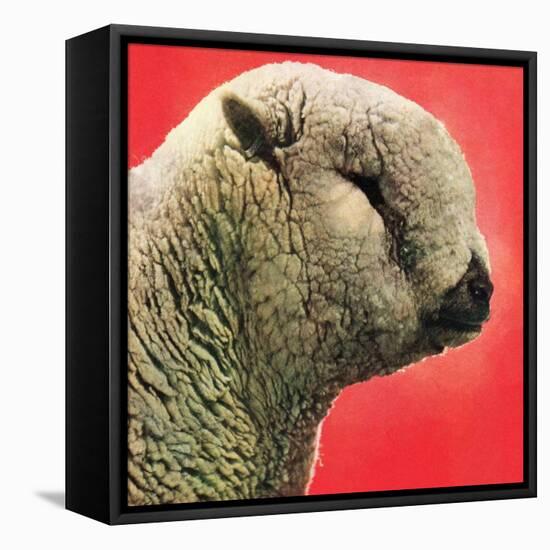 "Lamb,"May 1, 1948-Stanley Johnson-Framed Stretched Canvas