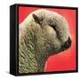 "Lamb,"May 1, 1948-Stanley Johnson-Framed Stretched Canvas