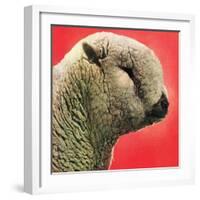 "Lamb,"May 1, 1948-Stanley Johnson-Framed Giclee Print