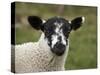 Lamb Near Malham, Yorkshire Dales, North Yorkshire, England-David Wall-Stretched Canvas