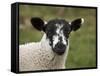 Lamb Near Malham, Yorkshire Dales, North Yorkshire, England-David Wall-Framed Stretched Canvas