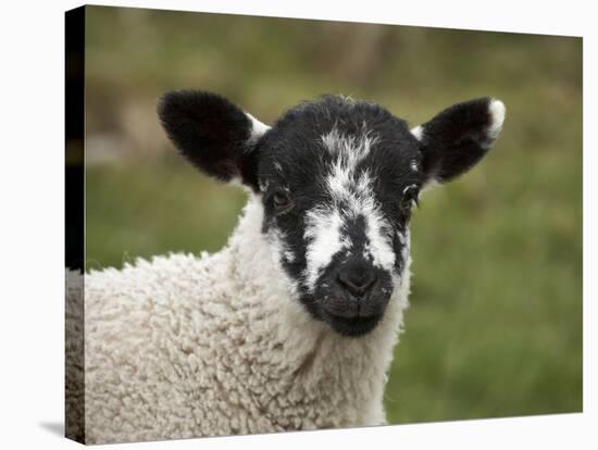 Lamb Near Malham, Yorkshire Dales, North Yorkshire, England-David Wall-Stretched Canvas