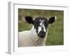 Lamb Near Malham, Yorkshire Dales, North Yorkshire, England-David Wall-Framed Photographic Print