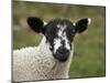 Lamb Near Malham, Yorkshire Dales, North Yorkshire, England-David Wall-Mounted Photographic Print
