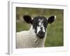 Lamb Near Malham, Yorkshire Dales, North Yorkshire, England-David Wall-Framed Photographic Print