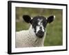 Lamb Near Malham, Yorkshire Dales, North Yorkshire, England-David Wall-Framed Photographic Print