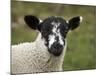 Lamb Near Malham, Yorkshire Dales, North Yorkshire, England-David Wall-Mounted Photographic Print