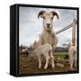 Lamb on a farm, Iceland-null-Framed Stretched Canvas