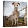 Lamb on a farm, Iceland-null-Stretched Canvas