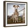 Lamb on a farm, Iceland-null-Framed Photographic Print