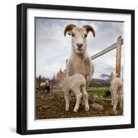 Lamb on a farm, Iceland-null-Framed Photographic Print