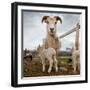 Lamb on a farm, Iceland-null-Framed Photographic Print