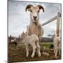 Lamb on a farm, Iceland-null-Mounted Photographic Print