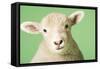 Lamb on Green Background, Close-Up of Head-null-Framed Stretched Canvas