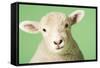 Lamb on Green Background, Close-Up of Head-null-Framed Stretched Canvas