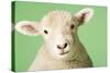 Lamb on Green Background, Close-Up of Head-null-Stretched Canvas