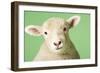 Lamb on Green Background, Close-Up of Head-null-Framed Photo