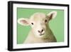 Lamb on Green Background, Close-Up of Head-null-Framed Photo