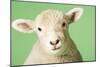 Lamb on Green Background, Close-Up of Head-null-Mounted Photo
