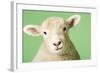 Lamb on Green Background, Close-Up of Head-null-Framed Photo