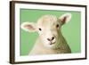 Lamb on Green Background, Close-Up of Head-null-Framed Photo