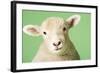 Lamb on Green Background, Close-Up of Head-null-Framed Photo