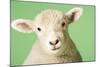 Lamb on Green Background, Close-Up of Head-null-Mounted Photo