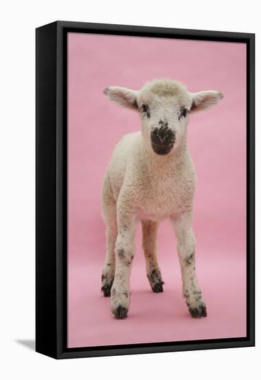 Lamb Portrait-Mark Taylor-Framed Stretched Canvas